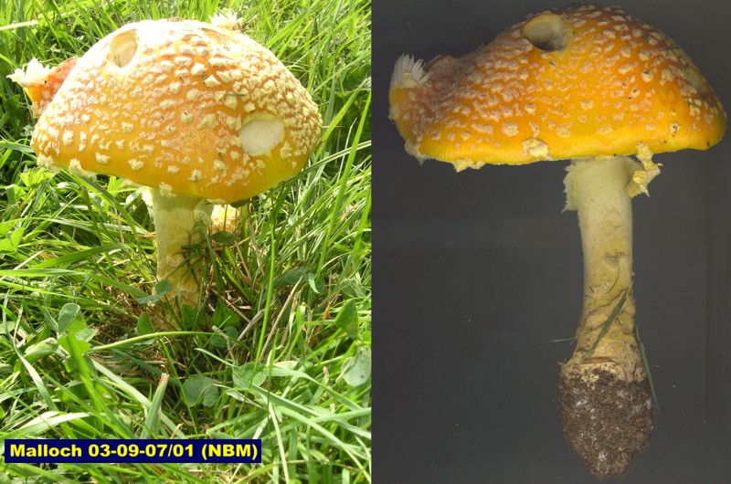 Picture of Amanita muscaria